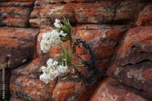 Flora of the Outback