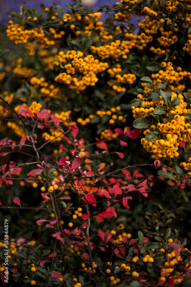 OrangeCharmer, Pyracantha - dense shrub with drooping branches and yellow fruit