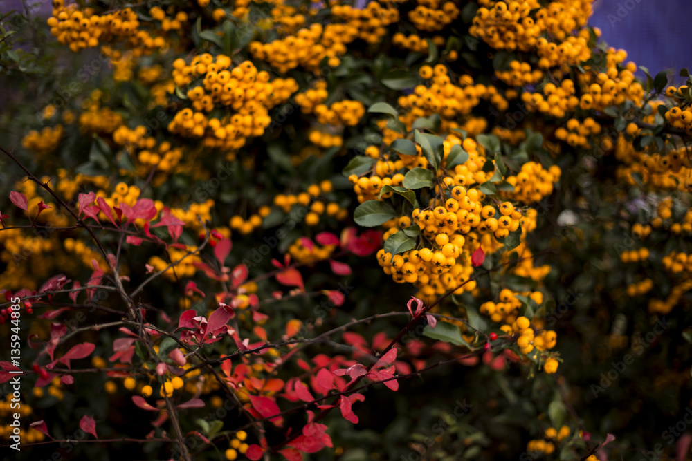 OrangeCharmer, Pyracantha - dense shrub with drooping branches and yellow fruit OrangeCharmer, Pyracantha - dense shrub with drooping branches and yellow fruit