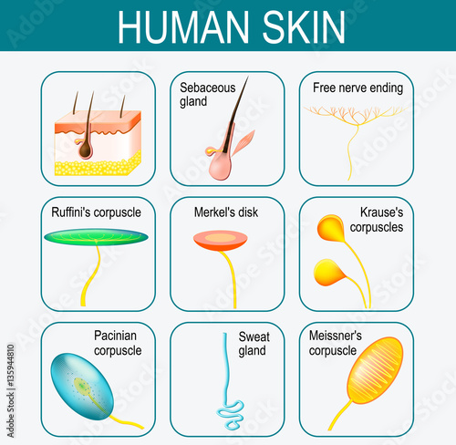Elements of the human skin. Set icons photo