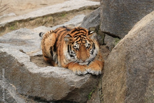 Tiger  photo