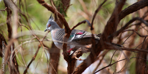 Crested Pigeon
