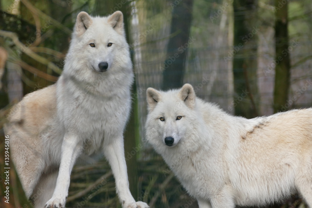 Obraz premium Hudson Bay Wölfe