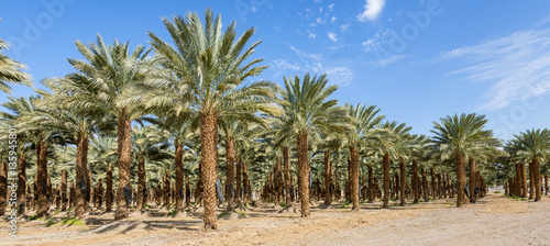 Panoramic view on plantation of date palms
