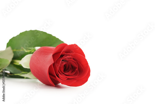 beautiful single red rose on white background with copy space  isolated photo