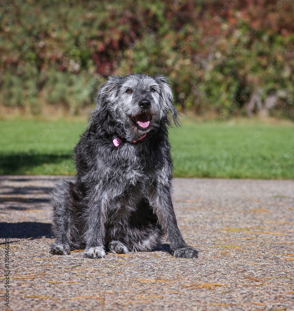 a large mixed breed dog posing for the camera during a hot summer