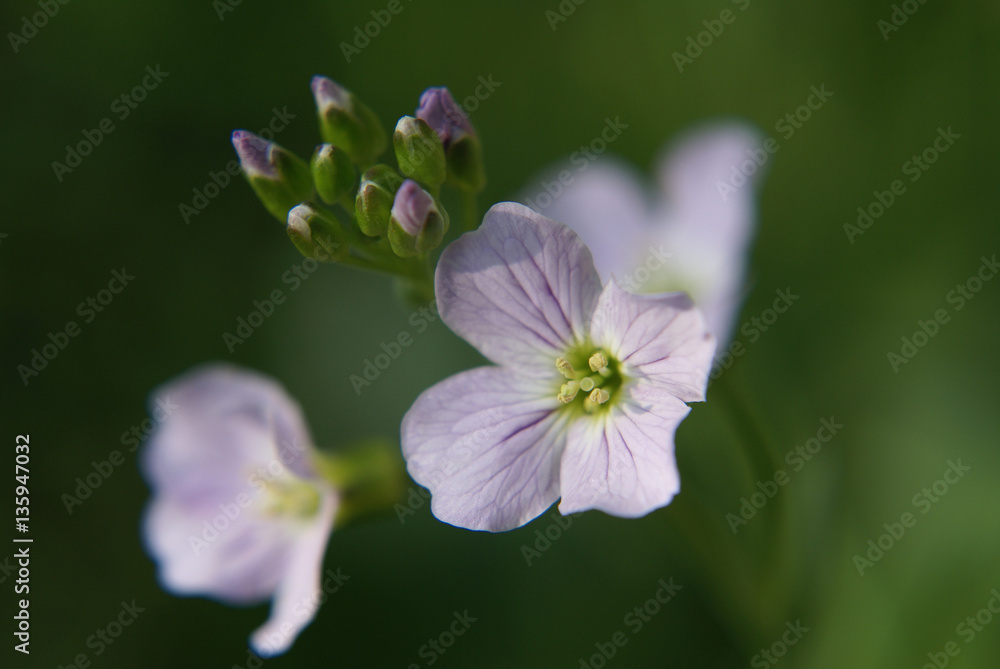 Wiesenschaumkraut 01929