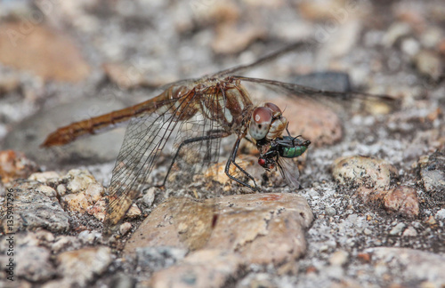 a dragonfly out in nature