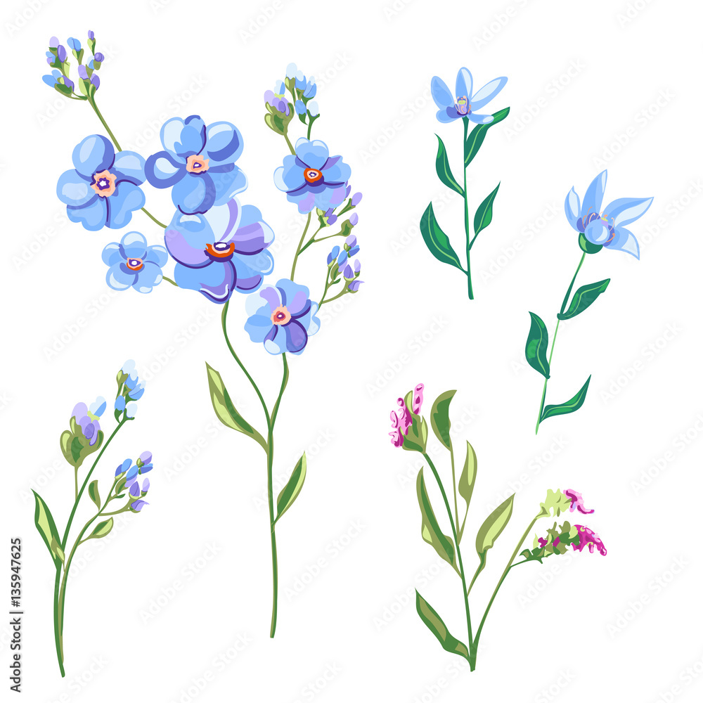 Set of blue flowers and buds, forget-me-not, tweedia, stems and leaves on white background, digital draw, decorative illustration, vector, EPS 8 Set of blue flowers and buds, forget-me-not, tweedia, stems and leaves on white background, digital draw, decorative illustration, vector, EPS 8