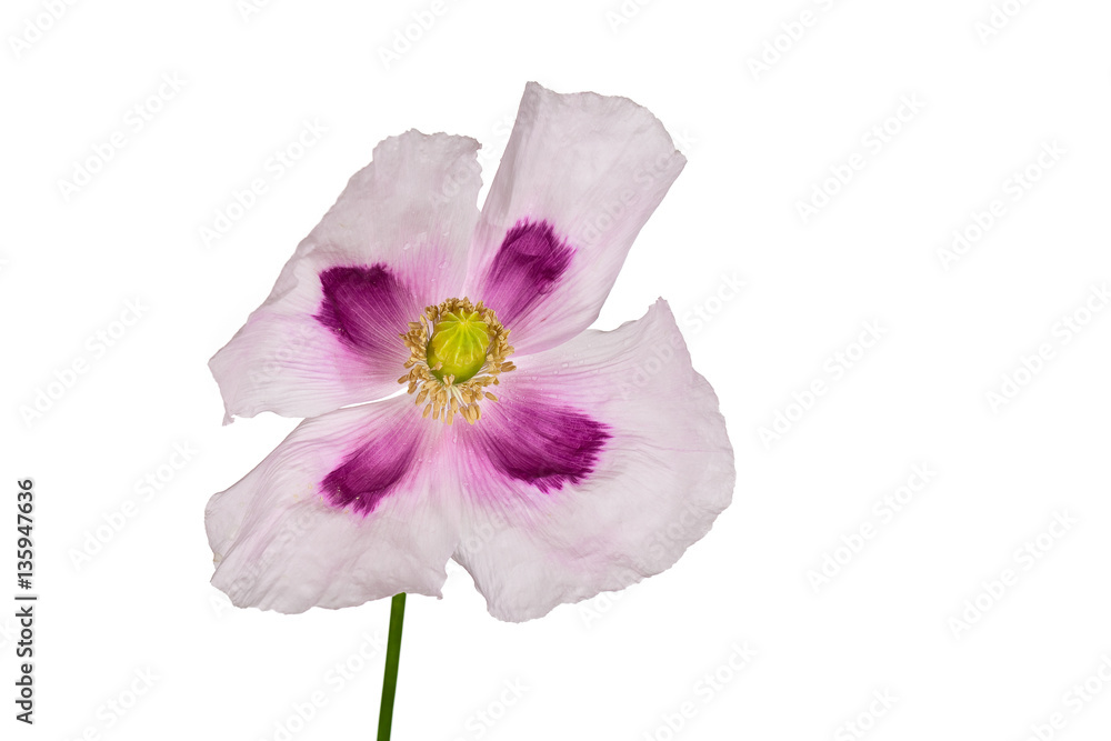 Fototapeta premium white poppy bloom isolated