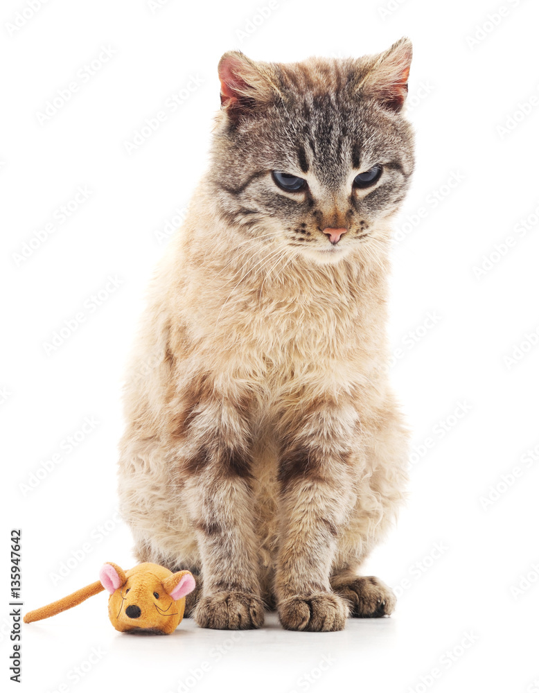 Cat and toy. Cat and toy.