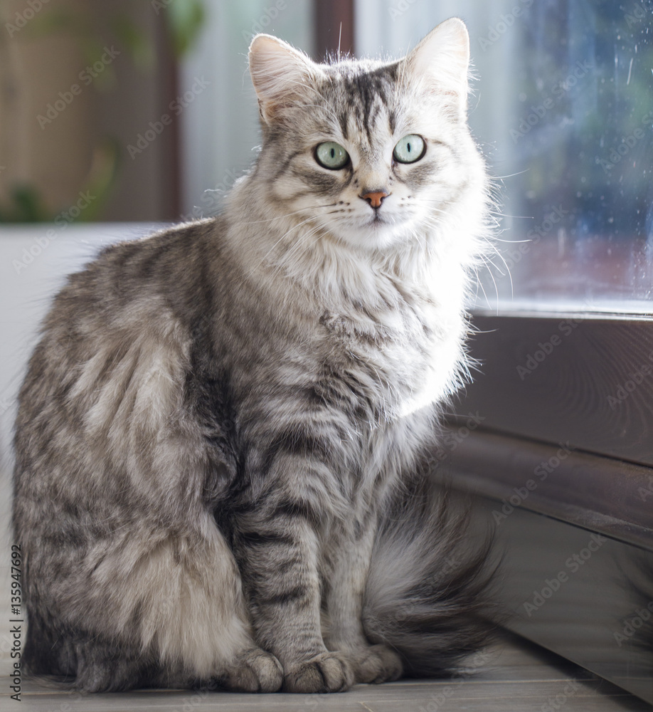 Fototapeta premium beauty silver cat of siberian breed at the window