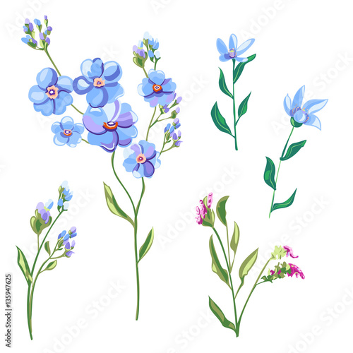 Set of blue flowers and buds, forget-me-not, tweedia, stems and leaves on white background, digital draw, decorative illustration, vector, EPS 8