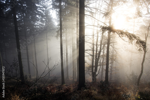 Nebel Wald 