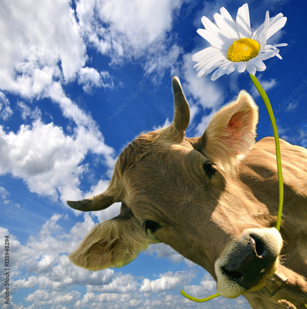 Alle Liebe, Gratulation, Herzlichen Glückwunsch Kuh schenkt Blume