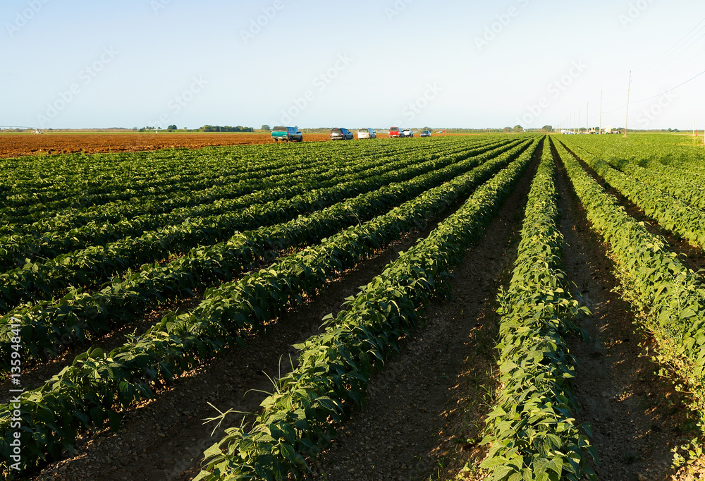 Open Farm Field with Green Plants in Florida in Early Morning Sunlight. Florida ranked seventh in the U.S. for agricultural exports, with over $4 billion of agriculture commodities shipped.