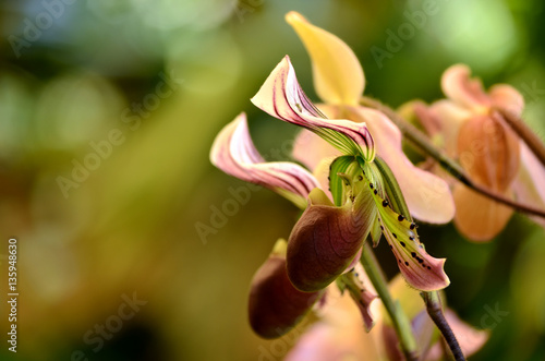 Fototapeta Naklejka Na Ścianę i Meble -  Close up of orchid (Paphiopedilum Maudiae)