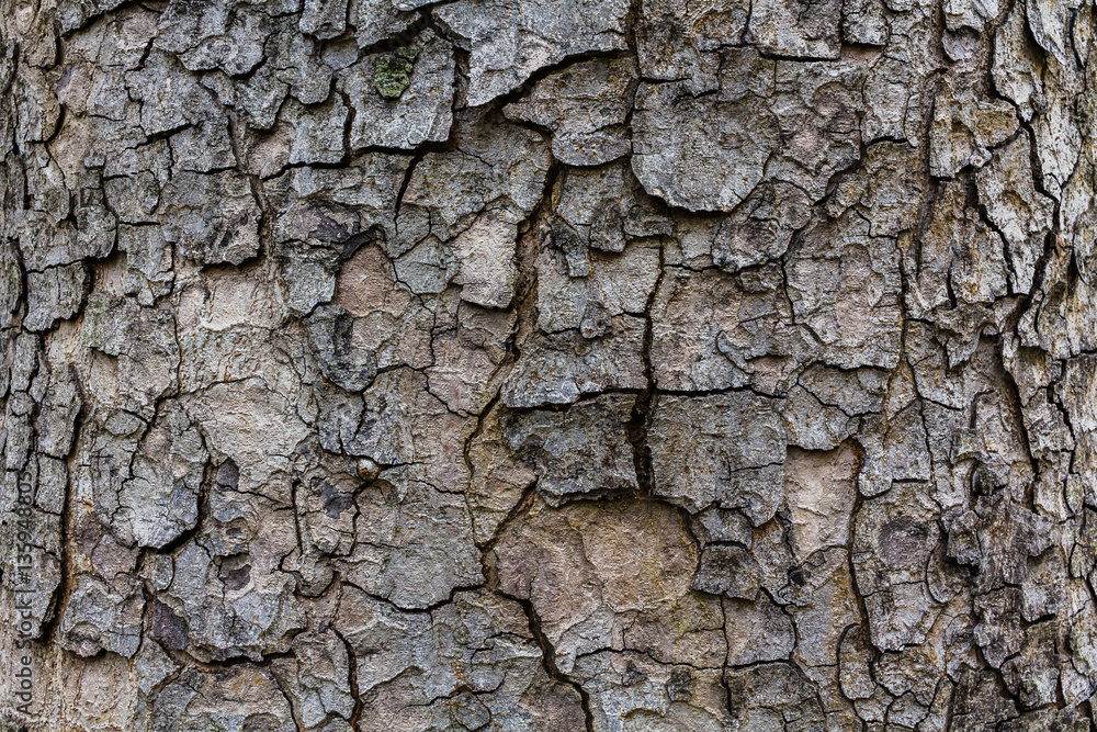 Wood Texture, Detailed texture of lit poplar bark Wood Texture, Detailed texture of lit poplar bark