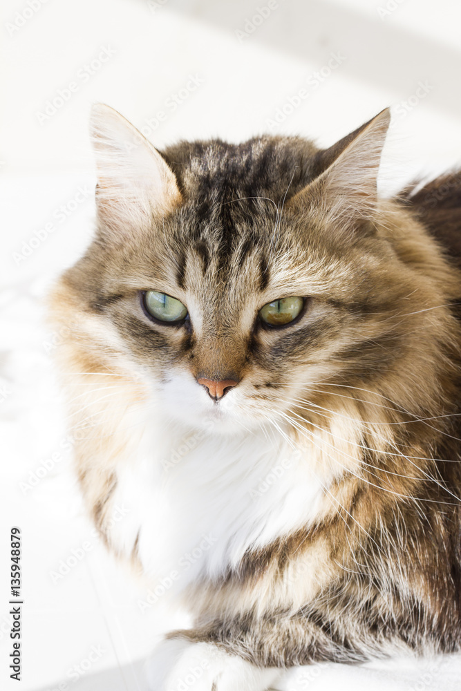 Beauty siberian cat, brown white version adult
