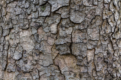 Wood Texture, Detailed texture of lit poplar bark