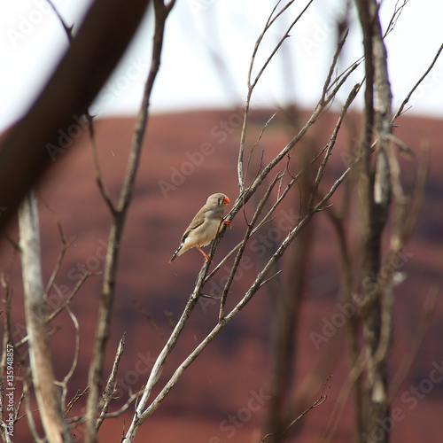 Zebra Finch
