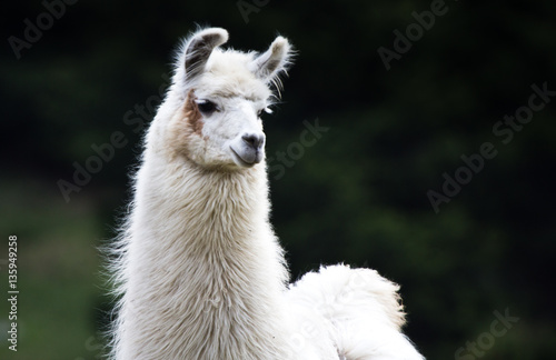 lama photo