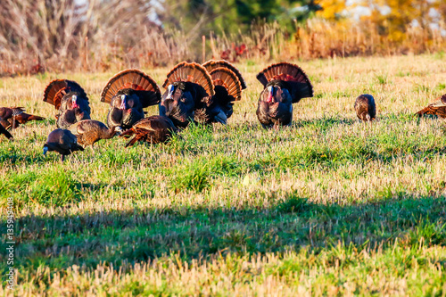 Six wild turkeys with their tail feathers spread during the Wisconsin fall.