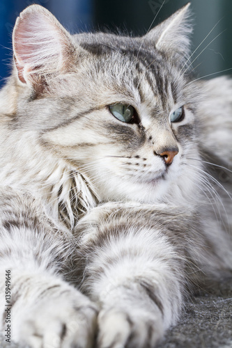 Beauty siberian cat, silver version adult
