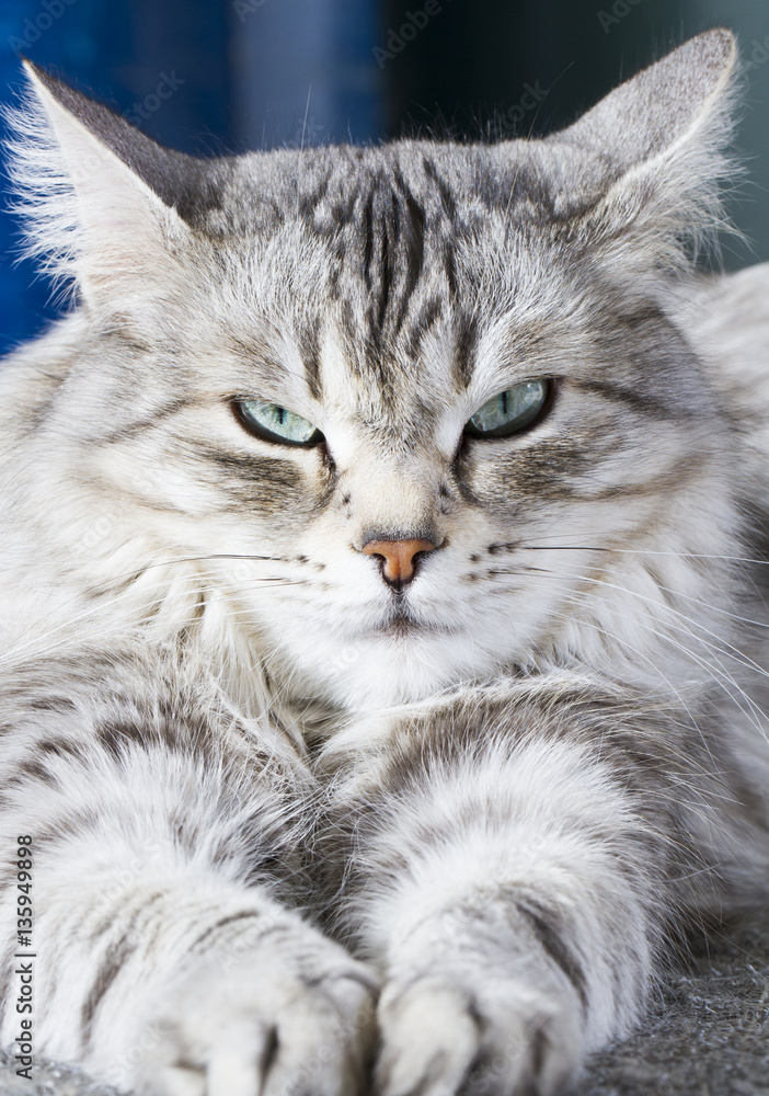 Beauty siberian cat, silver version adult Stock-Foto | Adobe Stock