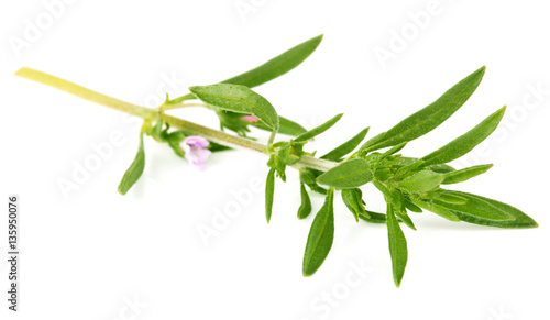Thyme fresh herb on white background © olgachirkova