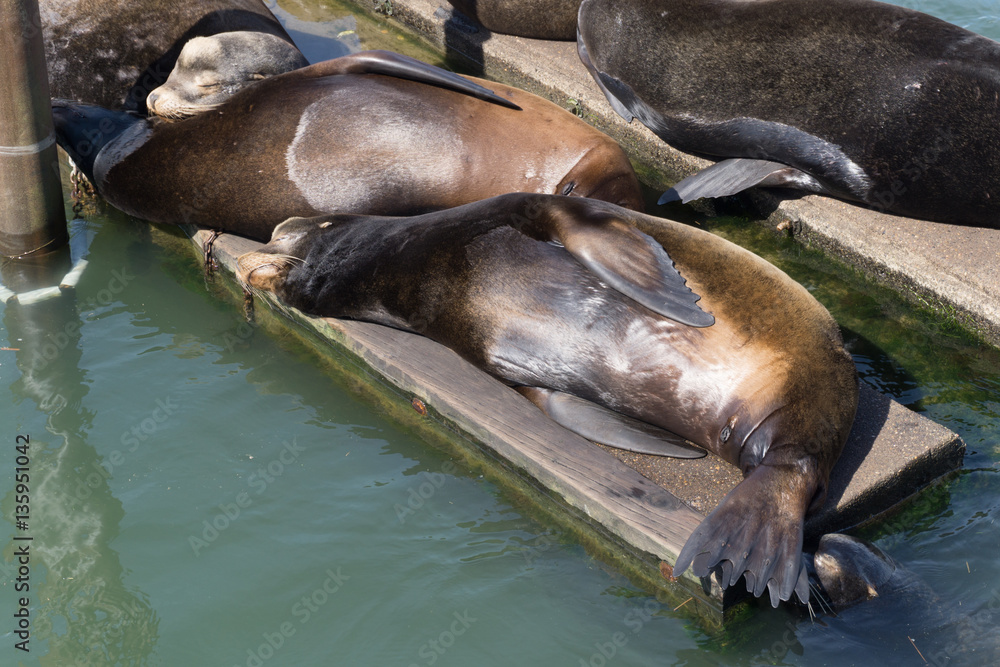 Fototapeta premium Sea lions on Dock and in Water