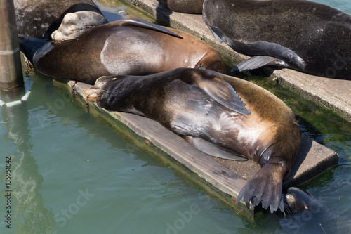 Sea lions on Dock and in Water