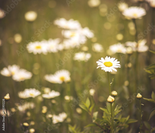  a bunch of pretty daisy like flowers toned with a soft vintage filter