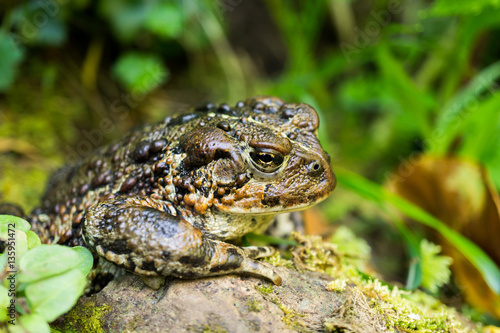 Toad in the Oregon Coastal Forest