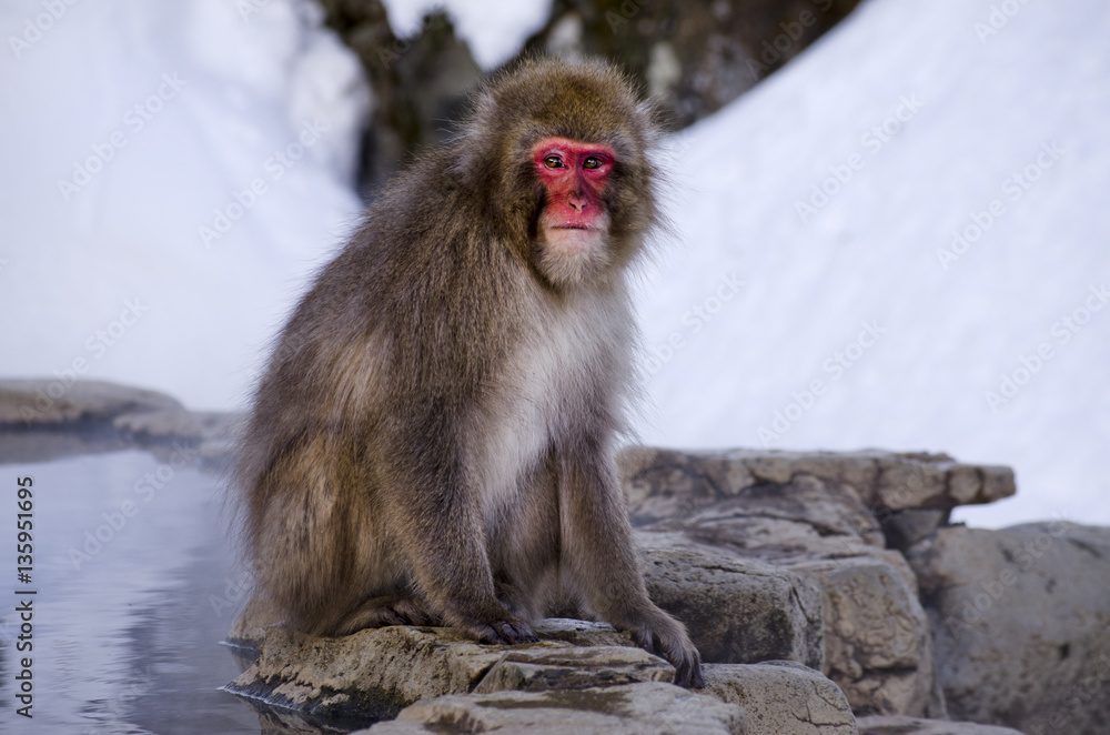 Naklejka premium Macaque Monkey at Hot Spring