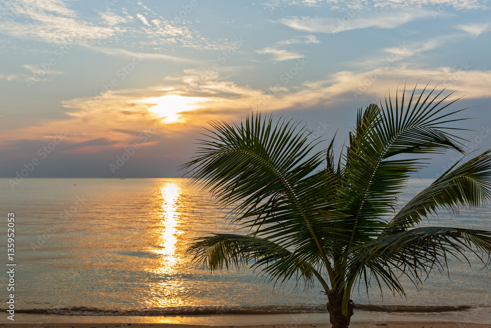Sea sunset and palm tree