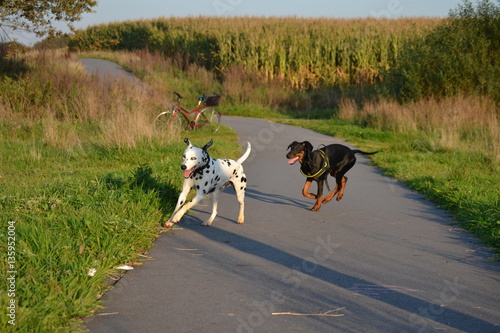 Billede på lærred Dalmatiner und Dobermann rennen um die Wette