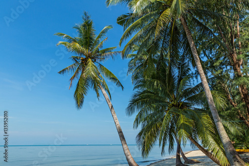 Empty beach and palm trees