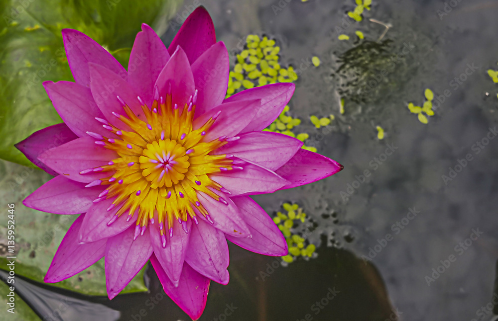 Pink Lotus-Pink Water Lily full bloom on water surface in the po Pink Lotus-Pink Water Lily full bloom on water surface in the po