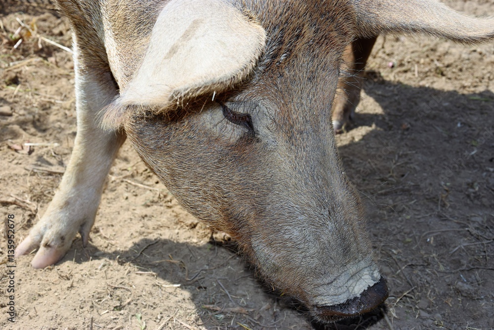 Fototapeta premium maiali