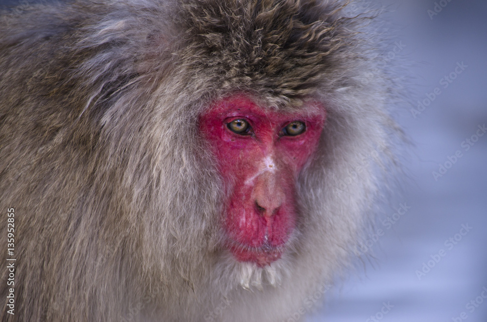 Portrait of a Monkey