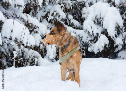 German shepherd with a muzzle on the nature of the winter in the snow  black   brown color  East-European Shepherd