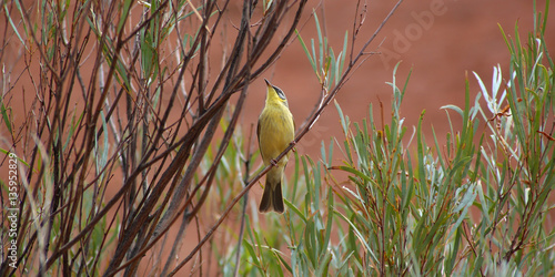 Honeyeater