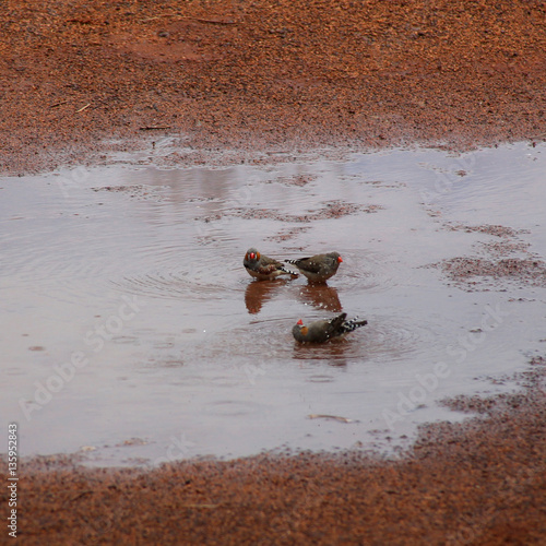 Zebra Finches taking a bath