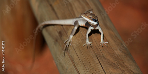 Lizard