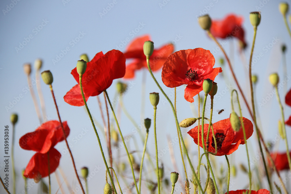 Obraz premium poppies