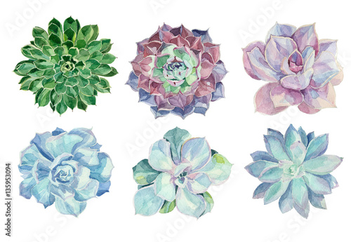 Set of floral elements in a watercolor style. Succulents painted in watercolor. Elements for design of invitations  movie posters  fabrics and other objects.