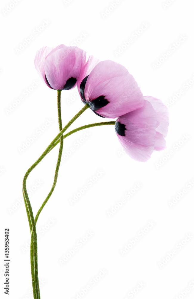 Fototapeta premium poppy flowers