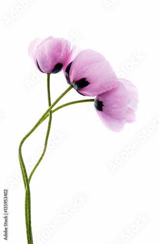 Fototapeta Naklejka Na Ścianę i Meble -  poppy flowers