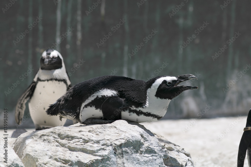 Fototapeta premium Jackass African Penguin, marine life ocean birds sea beak